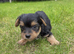 Yorkshire terrier biewer puppies for sale