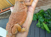 Bearded dragons from 150