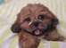 Imperial Shih Tzu Puppy