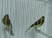 Another Pair Of Canaries + New Carry Cage.£50