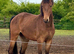 Rising star? 3 yr aes reg gelding by legrande