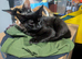 Maine coon x black and white kittens