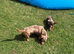 Minature dachshund Chocolate boy left!!