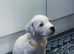 American bulldog