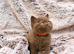 British shorthair kittens pedigree