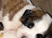 Saint Bernard Puppies For Sale