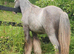 Silver - Sweet Blue Blagdon Cob Yearling Gelding