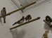 Goldfinch