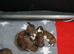 Champion sired boxer puppy