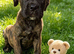 Cane corso pups