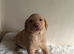 Stunning Labrador Retriever Puppies Available