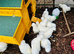 SILKIE HENS - POINT OF LAY