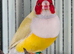Gouldians available