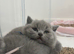 CHAMPION LINE PEDIGREE REGISTERED MALE BSH