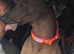 Xoloitzcuintli