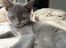 Scottish straight kitten female