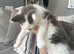 Ragdoll kitten