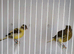 2026 fife canaries for sale