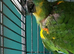 Amazon blue fronted parrot