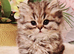 Chinchilla Persian kittens