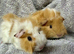 Baby boars
