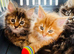 Beautiful TICA Registered Kittens