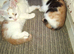 4 beautiful kitten baby's ready to go need homes asap