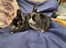 Mum and Daughter looking for a new home.