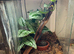Amazon milk frog with set up