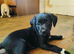 Collie x lab