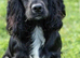 Miniture working cocker spaniel