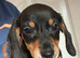 Gorgeous dachshund puppies