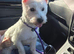 KC Registered Westie Puppies Due End Of May | Low 2.8 COI | Carefully Planned Litter