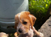 Chinese crested cross puppy for sale