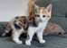 Playful kittens