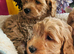 Ready, breeder, 4 dna clear red small miniature cockapoo litter