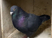 Coloured Racing Pigeons