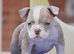 Both vaccines ready now! Olde English bulldogs olde tyme bulldogs