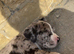 pocket bully x cane corso