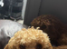 Tiny toy poodle female