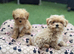 Beautiful Asian/Korean Maltipoo Puppies