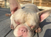 Male pink french bulldog