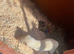 Two little girls one boy ready for loving home