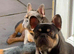 Male frenchie