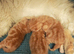 3 red tabby male persian kittens