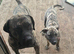 Presa canario x American bulldog pups Last pup available,