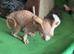 Two sphynx kittens for sale