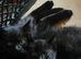 I have 1 black kitten male