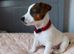 Jack Russel Terier
