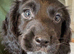 Beautiful 8 week old cocker spaniel puppies